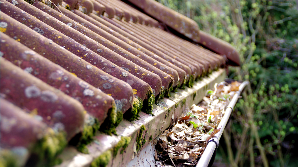 Mohásodás, eltömődött ereszcsatorna Mohásodás, eltömődött ereszcsatorna